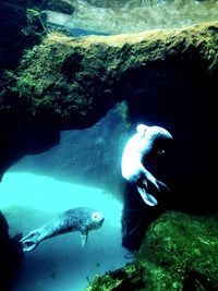 Close-up of fish swimming in aquarium