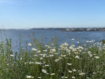 Flowering plants on field against sky