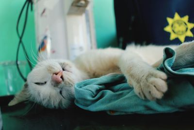 Close-up of cat sleeping