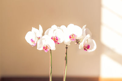 Close-up of pink flowers