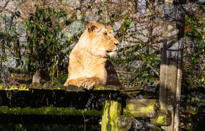 Lioness laying on a platform 