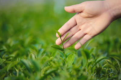 Close-up of hand holding plant growing on field