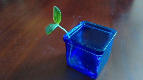 Close-up of plant on table