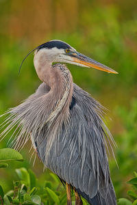 Close-up of a bird