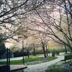 Footpath in park