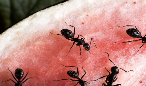 Close-up of ant eating food