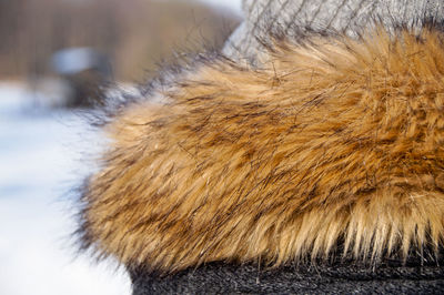 Close-up of animal during winter