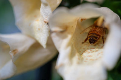 Close-up of insect on flower