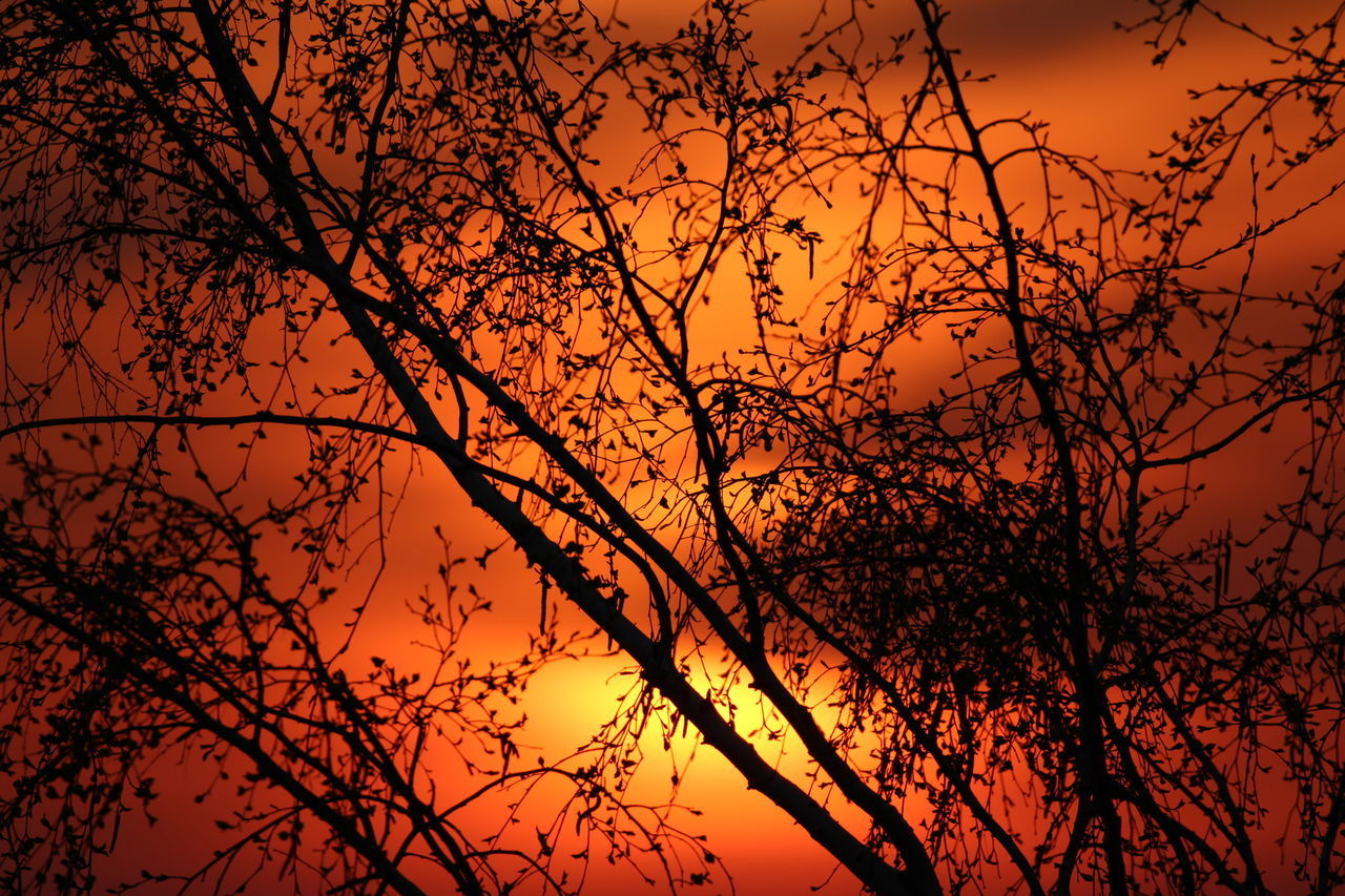 LOW ANGLE VIEW OF SILHOUETTE TREES AGAINST ORANGE SKY