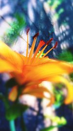 Close-up of orange flowers blooming outdoors