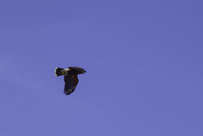 Low angle view of bird flying against blue sky