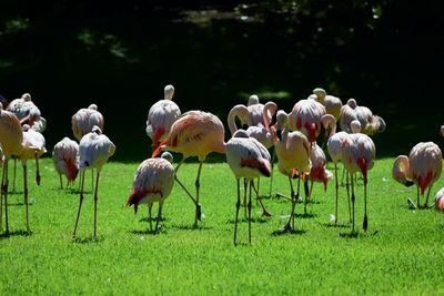 Flock of flamingoes standing on grassy field