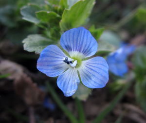 flowering plant