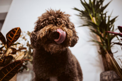 pet