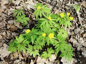 Close-up of plants growing on field