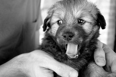 Close-up of man holding puppy