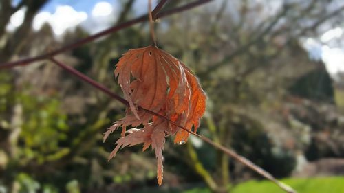 Close-up of maple leaves