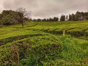 Scenic view of field against sky