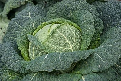 Full frame shot of green cabbage 