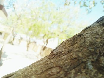 Low angle view of tree against sky