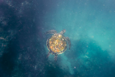 High angle view of swimming in sea