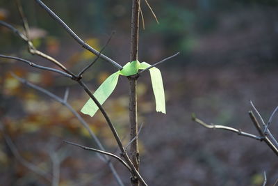 Close-up of green ribbon on the branch 