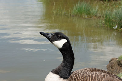 High angle view of bird in lake