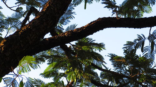 Low angle view of trees against clear sky