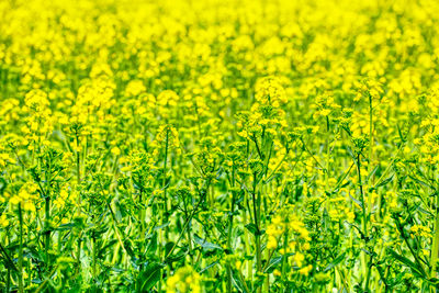 Full frame shot of yellow flowering plants on field