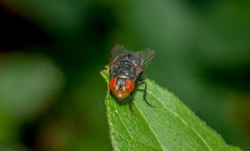 Close-up of ladybug on leaf