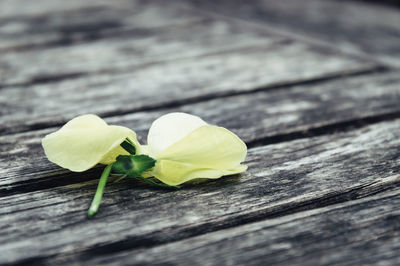 Close-up of yellow flower fallen on wood