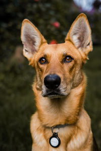 Close-up portrait of dog