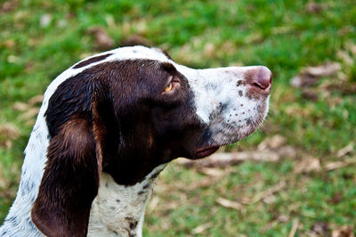 Close-up of a dog looking away