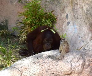 Monkey sitting on rock