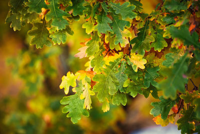 Close-up of leaves on tree