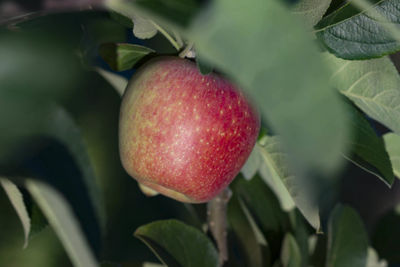 Close-up of apples on plant