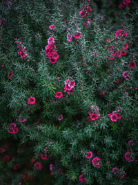 High angle view of pink flowering plants