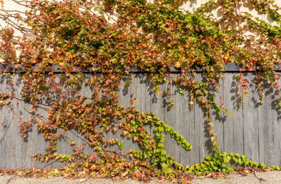 Branches green leaves of creeper ivy plant climbing on gray stone wall background