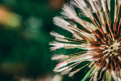 Close-up of dandelion on plant