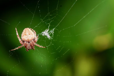 Close-up of spider on web