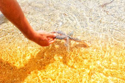 Close-up of person holding starfish in sea