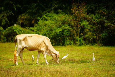 Side view of horse grazing on field