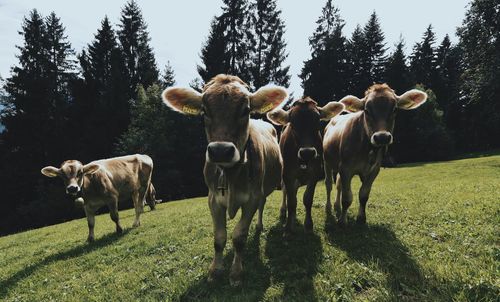 Cows grazing in a field