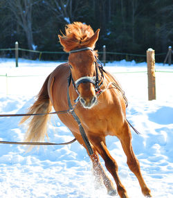 Horse on snow covered field