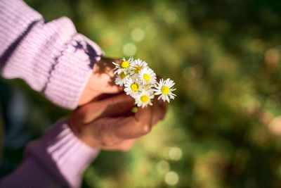 Close-up of hand holding flowering plant