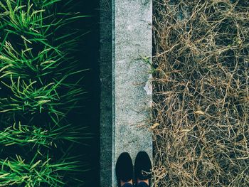 Close up of grass