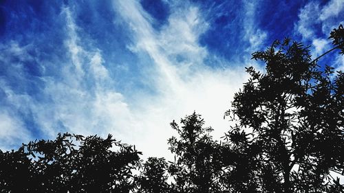 Low angle view of tree against sky
