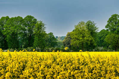 Scenic view of oilseed rape field against sky