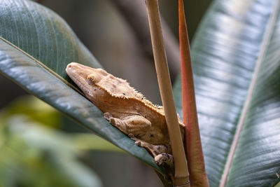 Close-up of green leaves