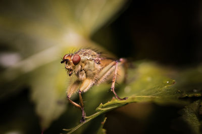 Close-up of insect on plant